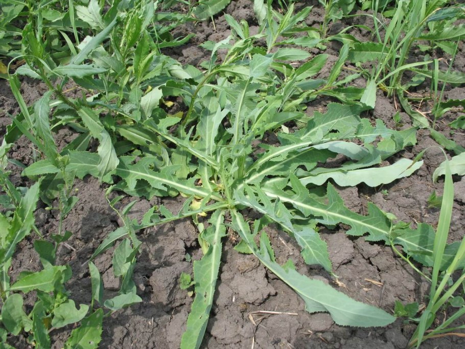 Молочай лозный (Euphorbia virgata)