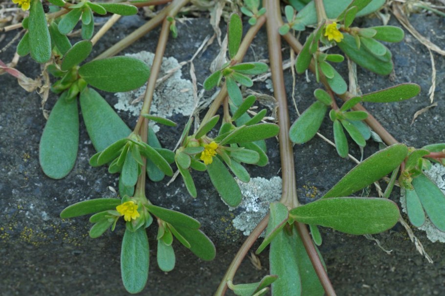 Латук Компасный семена