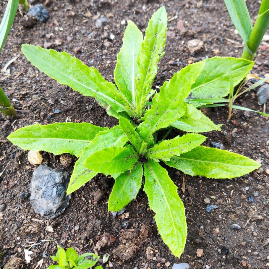 Молочай осот огородный