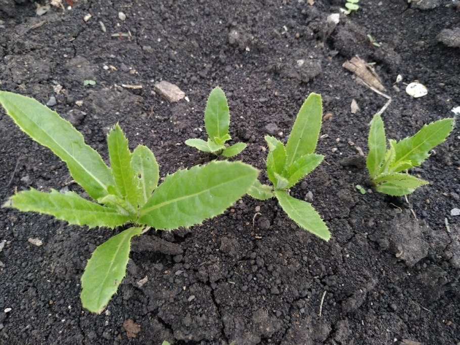 Euphorbia lathyris молочай