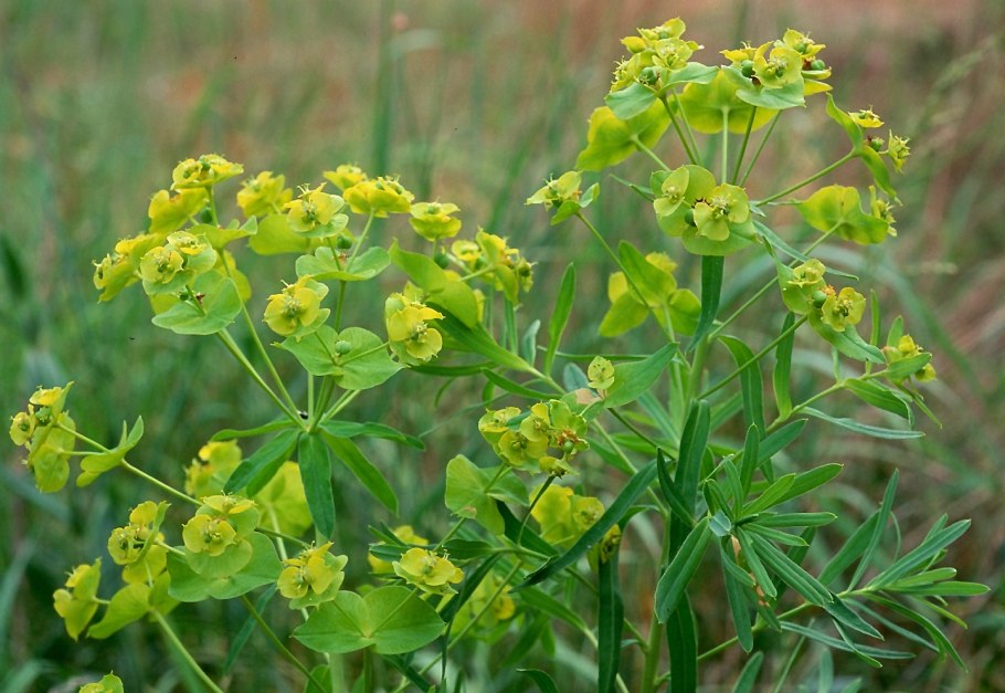 Молочай Жигулёвский (Euphorbia zhiguliensis)