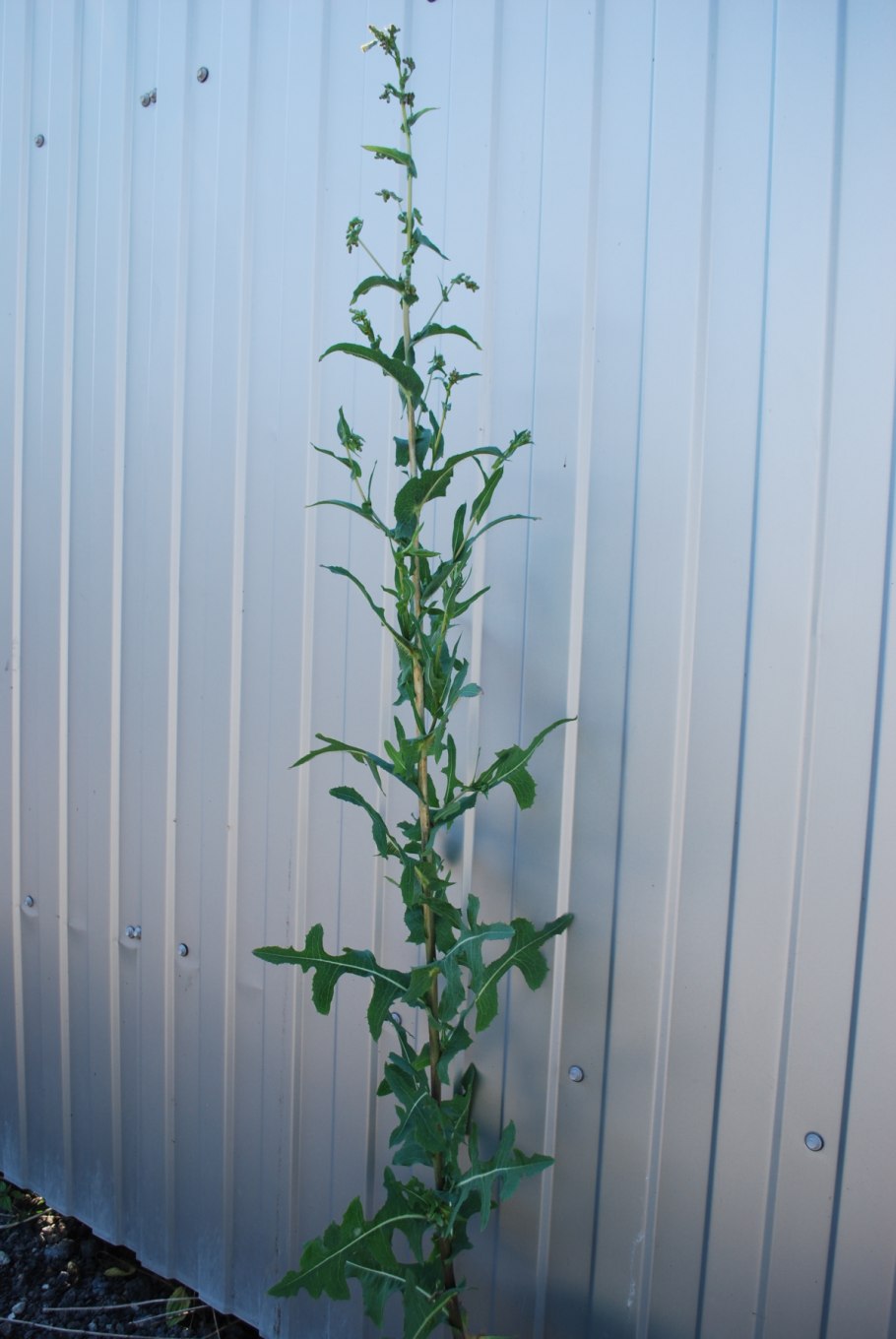 Осот огородный сорняк