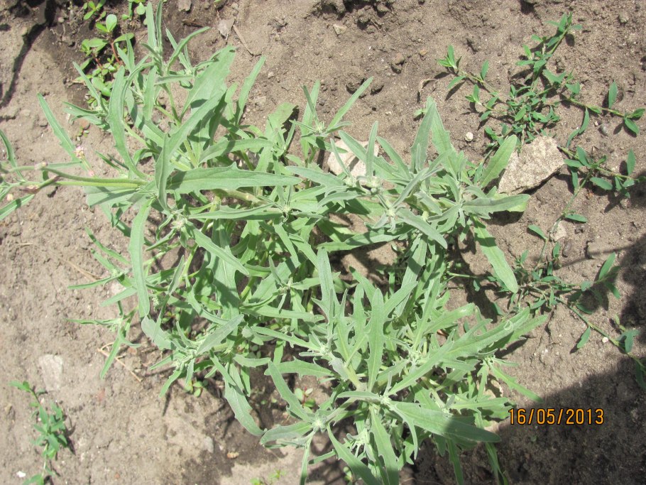 Молочай чиновидный