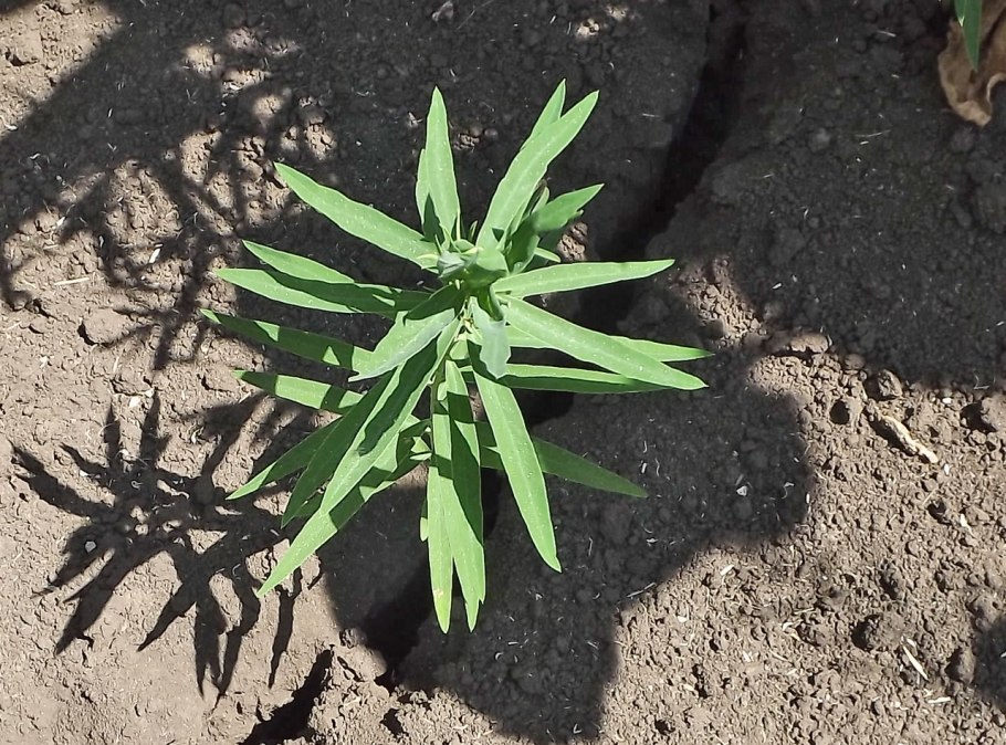 Молочай прутьевидный Euphorbia virgata