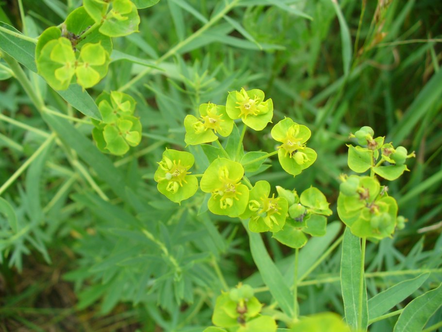 Молочай осот огородный