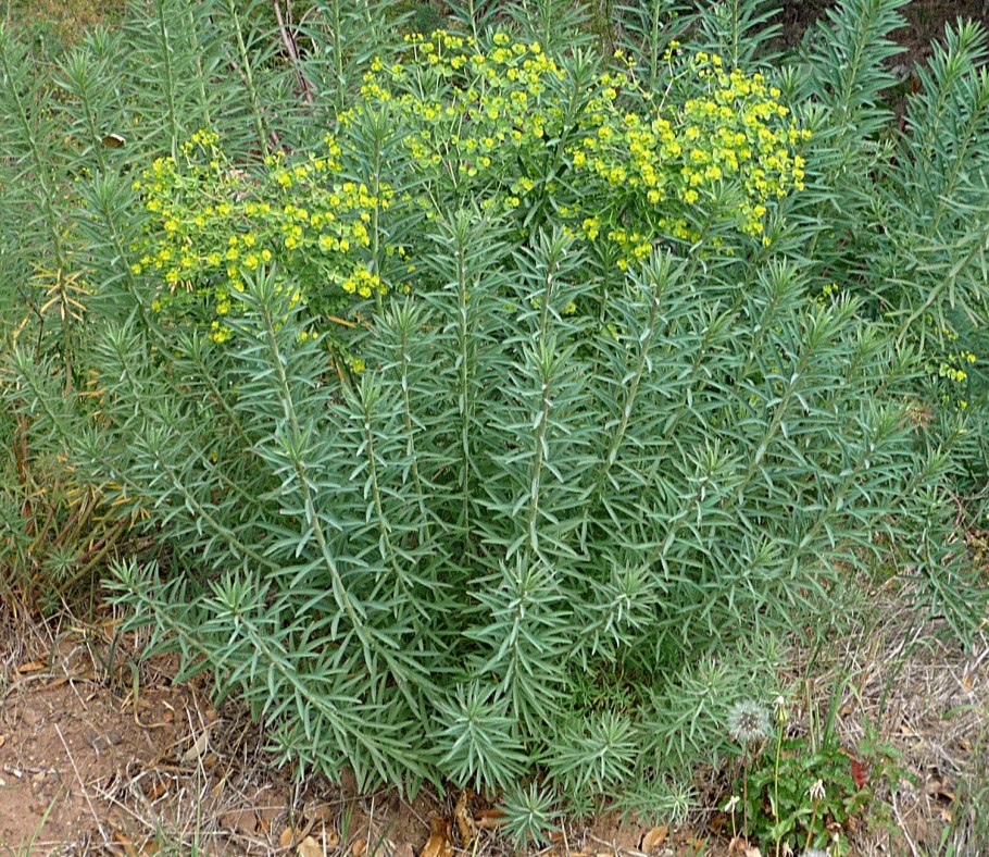 Молочай огородный сорняк