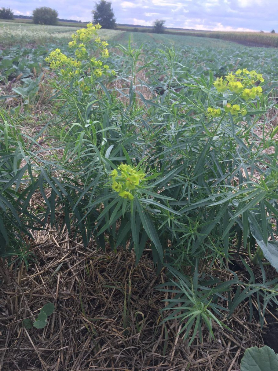 Молочай дикий Луговой