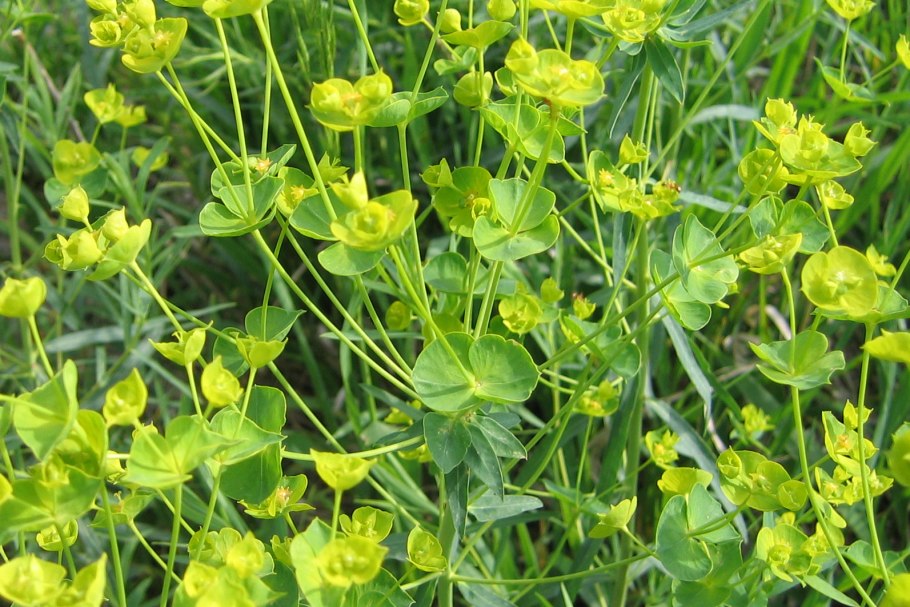 Осот огородный (Sonchus oleraceus)