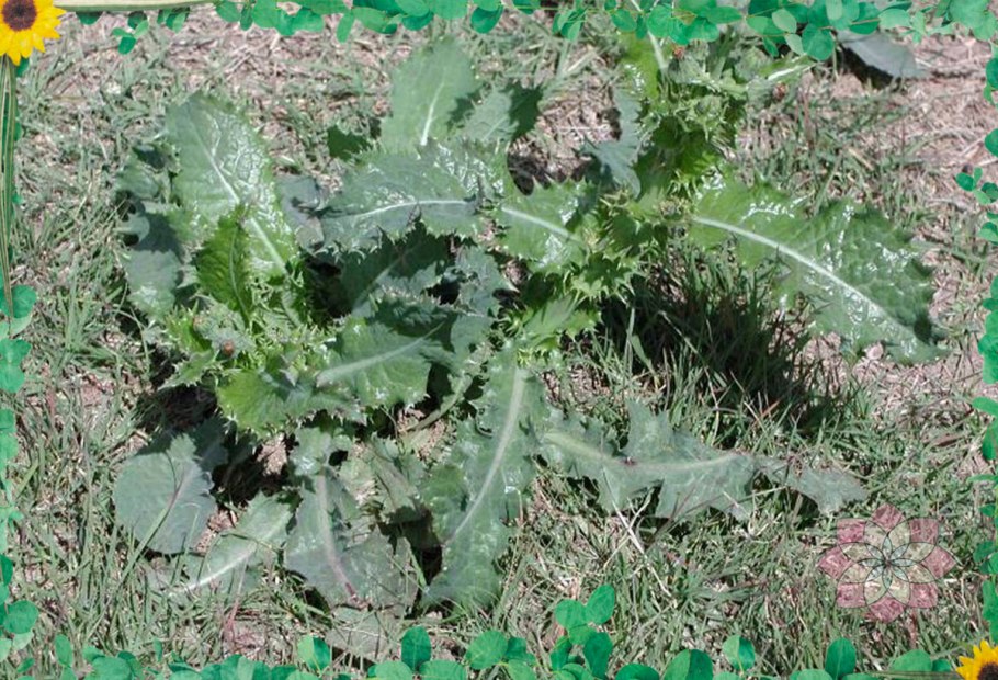 Молочай кипарисовый (Euphorbia cyparissias)