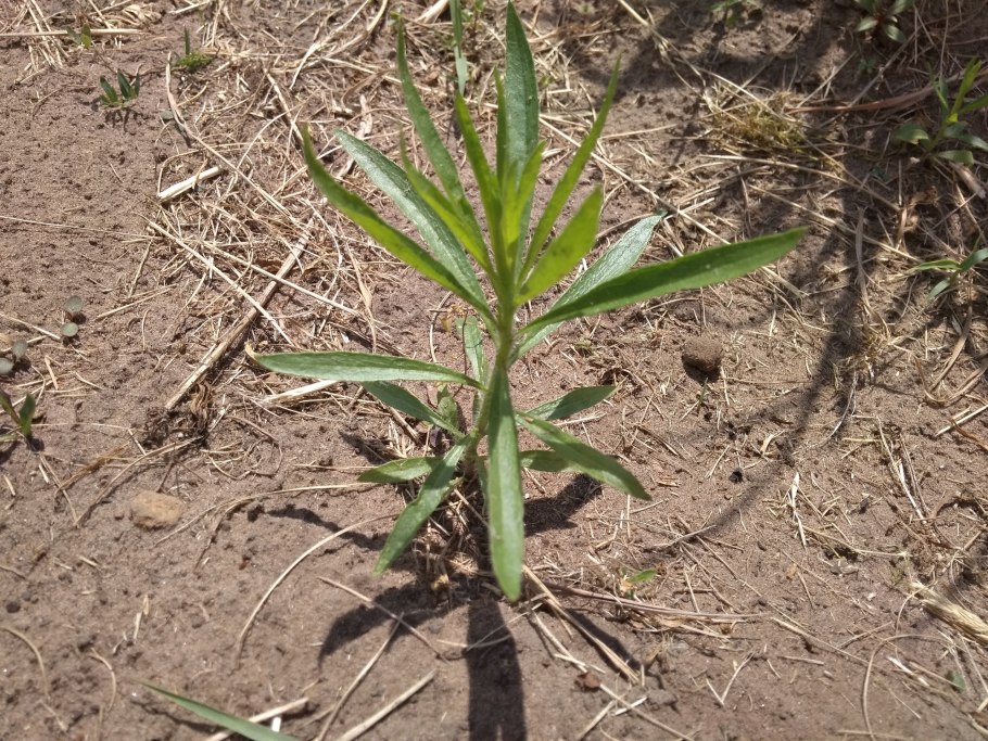 Осот огородный листья