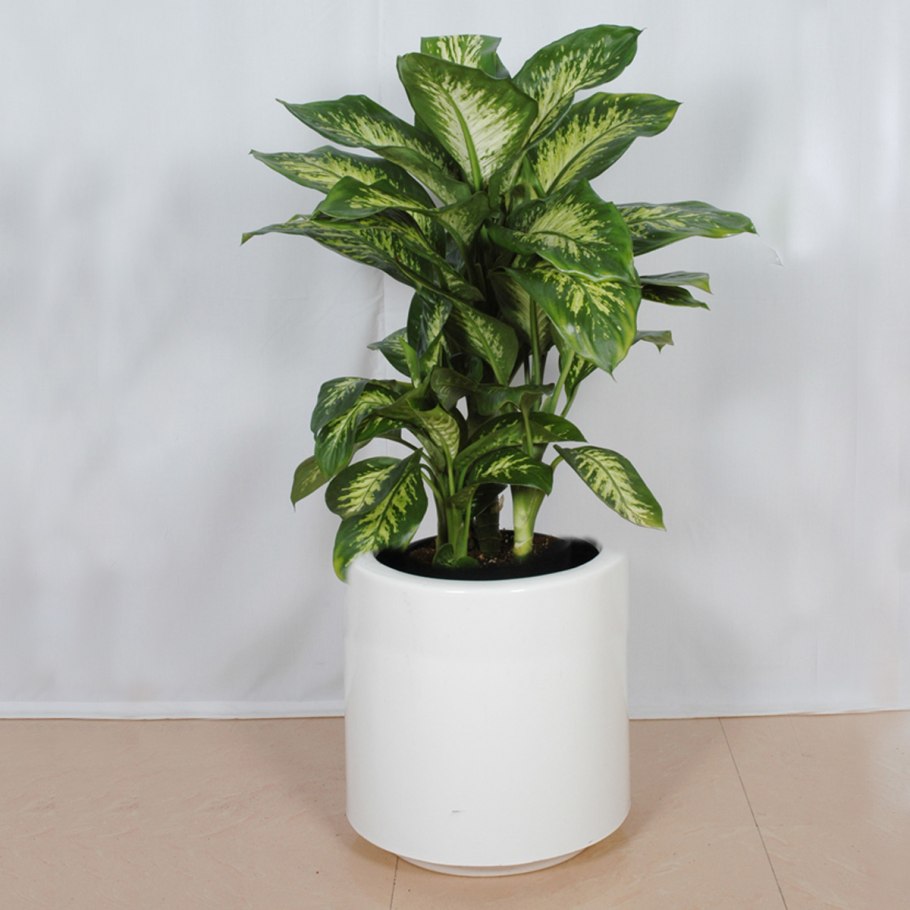 Циссус Драцена Диффенбахия