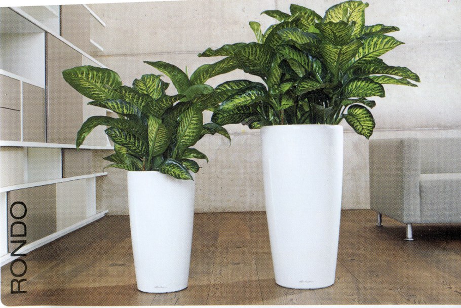 Искусственная Диффенбахия