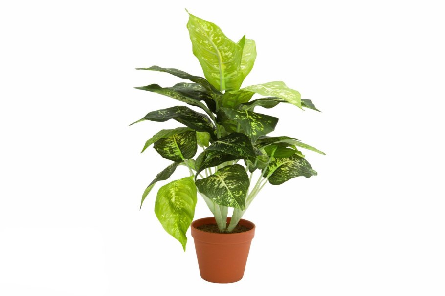 Диффенбахия compacta