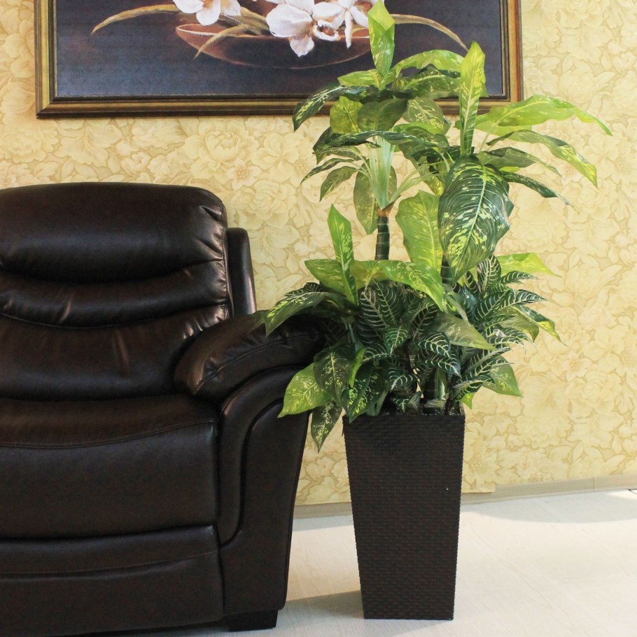 Диффенбахия Лиана