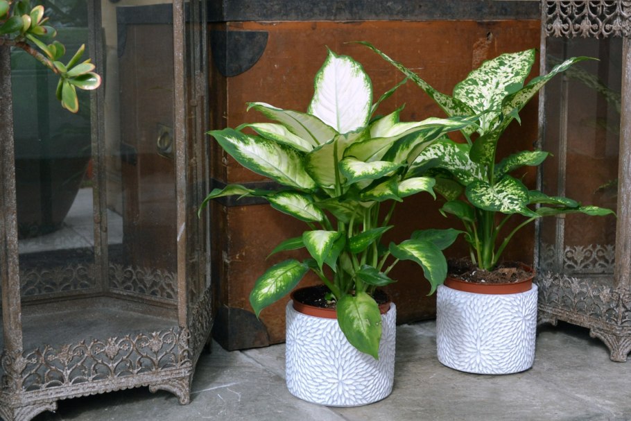 Неприхотливые комнатные растения в интерьере гостиной