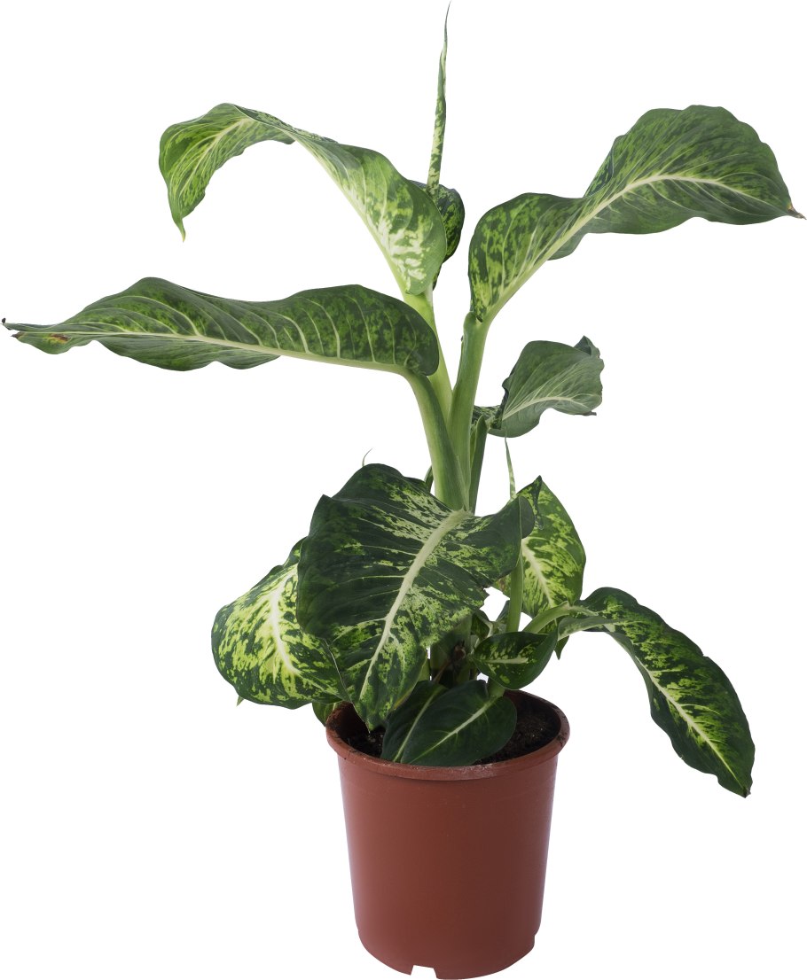 Диффенбахия в горшке