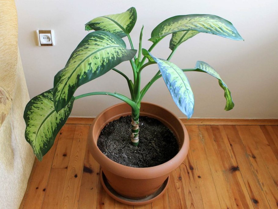 Диффенбахия Сегуина