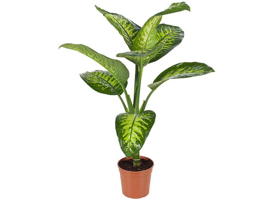Диффенбахия комнатная