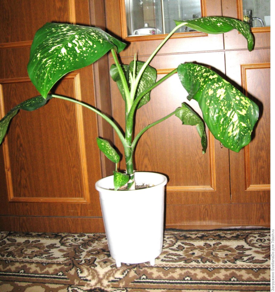 Диффенбахия эластика