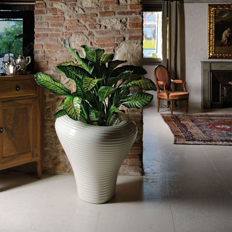 Диффенбахия Эми