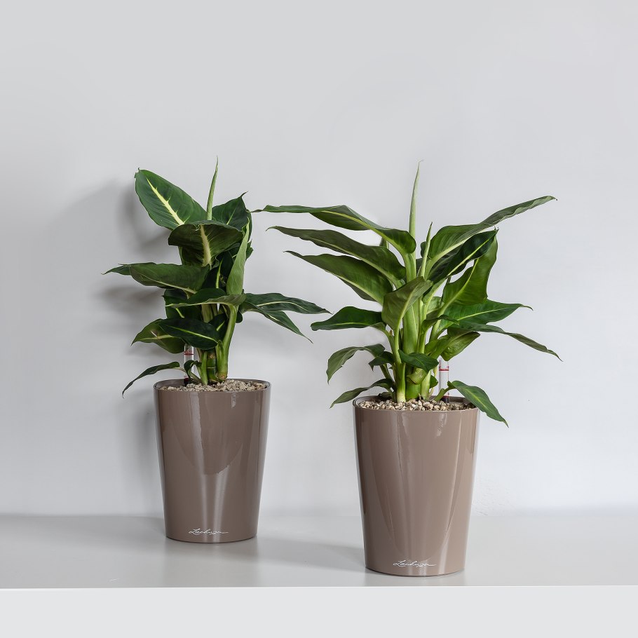 Традесканция Лечуза