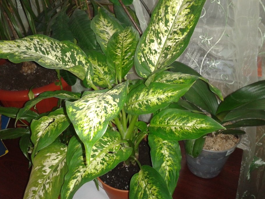 Зелёные растения