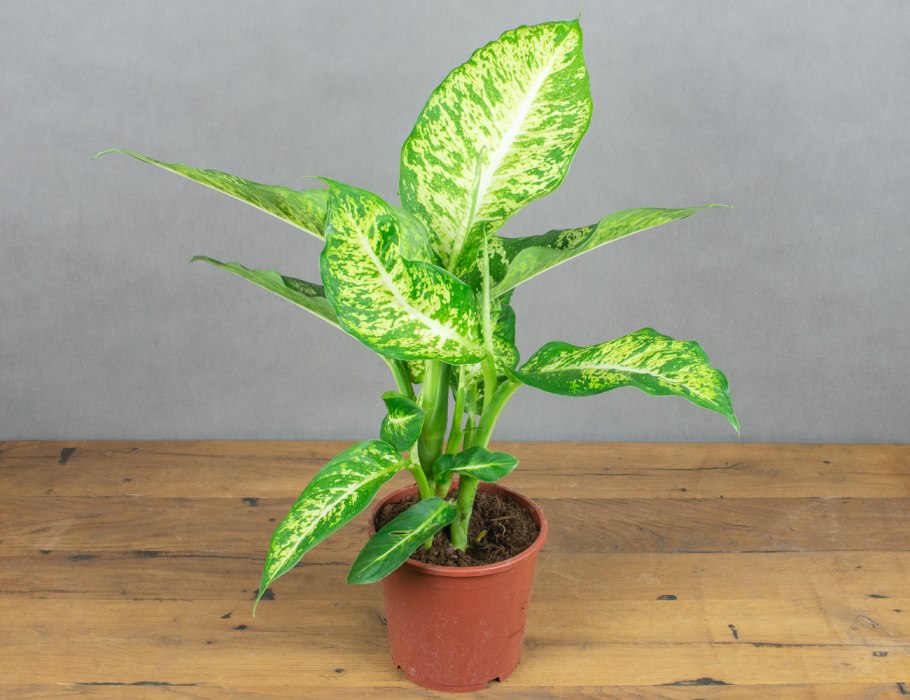 Диффенбахия сублим