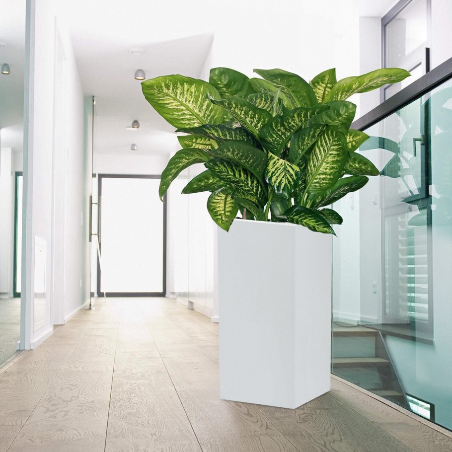 Диффенбахия полив