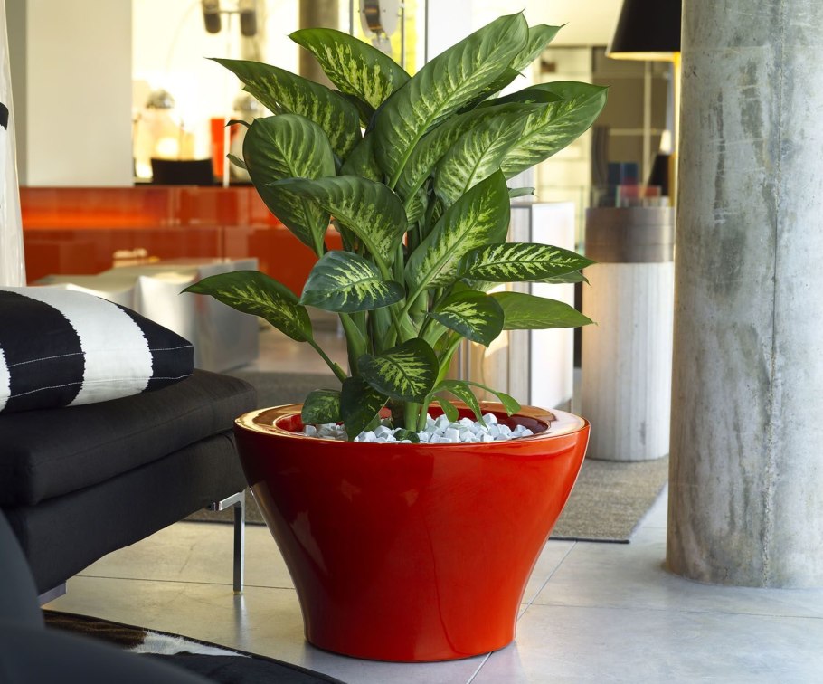 Диффенбахия Марс d17 h50