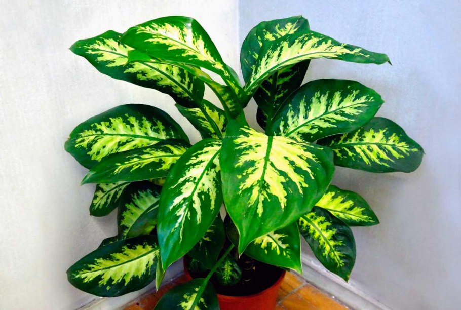 Диффенбахия древовидная