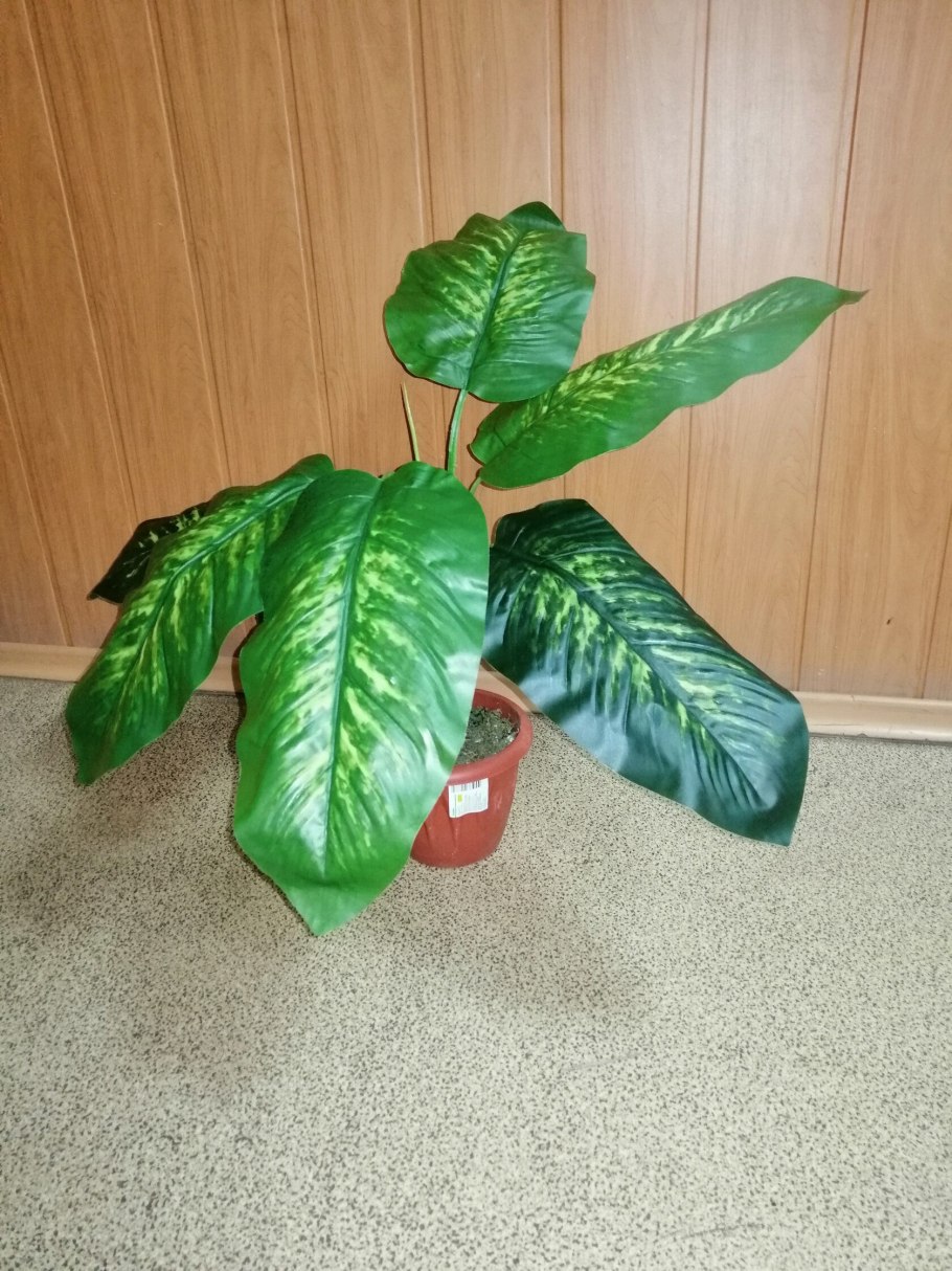 Диффенбахия (Dieffenbachia)