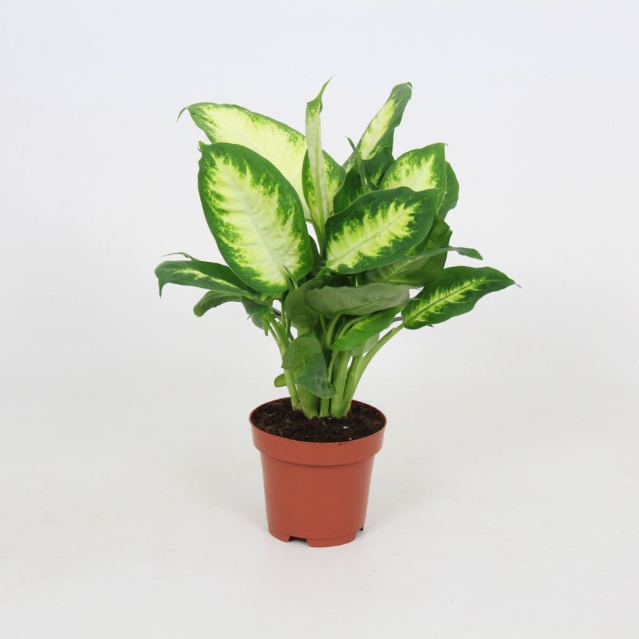 Ядовитые домашние цветы