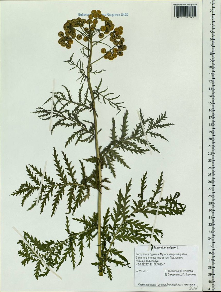 Tanacetum communis