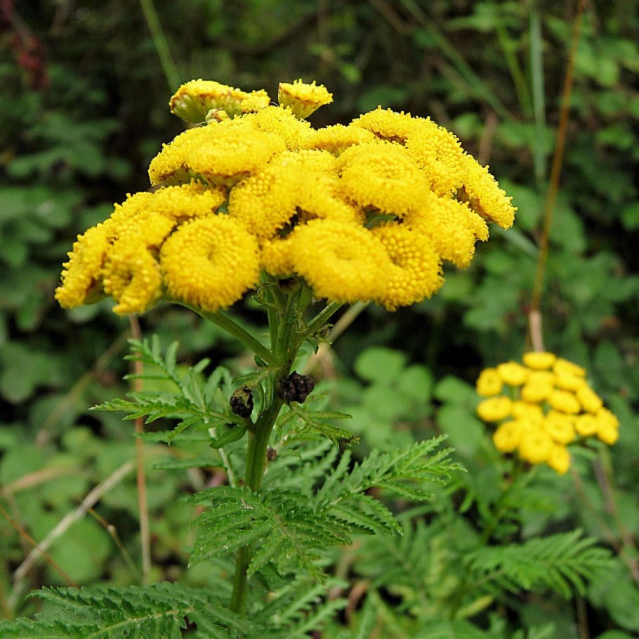 Пижма обыкновенная (Tanacetum vulgare)