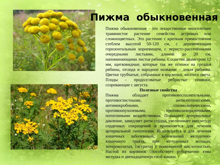 Лекарственные растения презентация