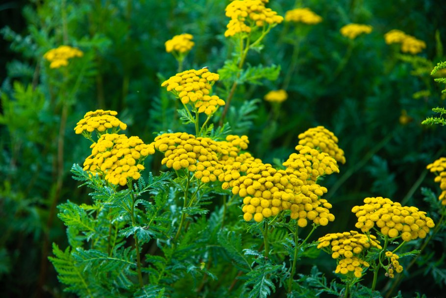 Пижма обыкновенная (Tanacetum vulgare l.)