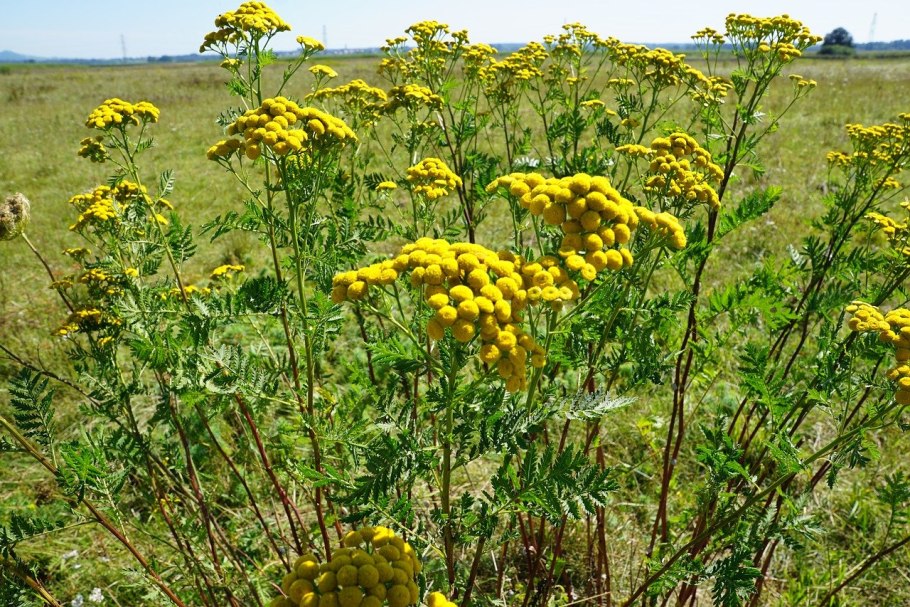 Пижма обыкновенная (Tanacetum vulgare)
