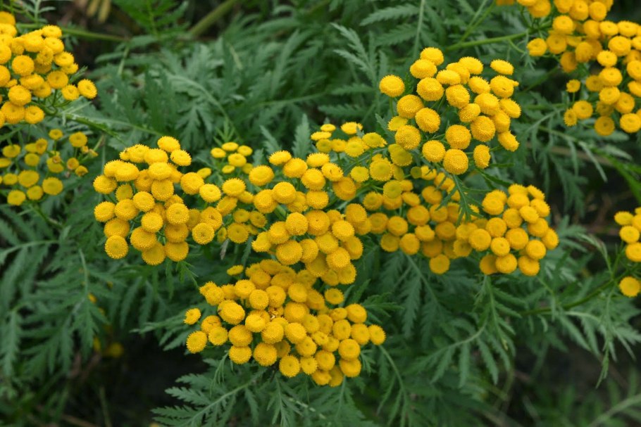 Пижма обыкновенная (Tanacetum vulgare l.)