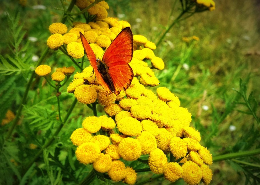 Пижма обыкновенная (Tanacetum vulgare) Ботаническая иллюстрация