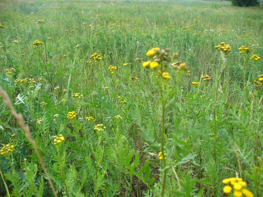 Tanacetum vulgare 'Isla Gold'