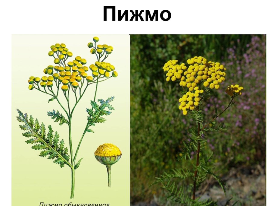 Пижма тысячелистная