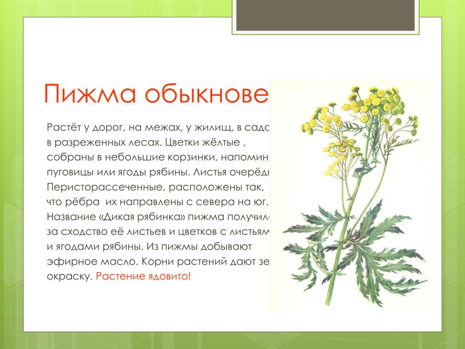 Пижма обыкновенная Ботаническая
