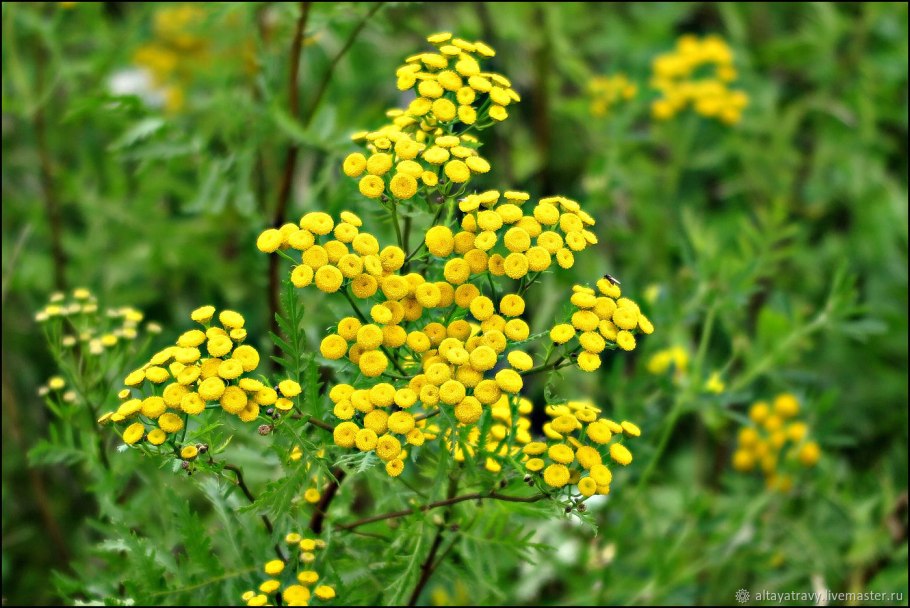 Пижма обыкновенная (Tanacetum vulgare)