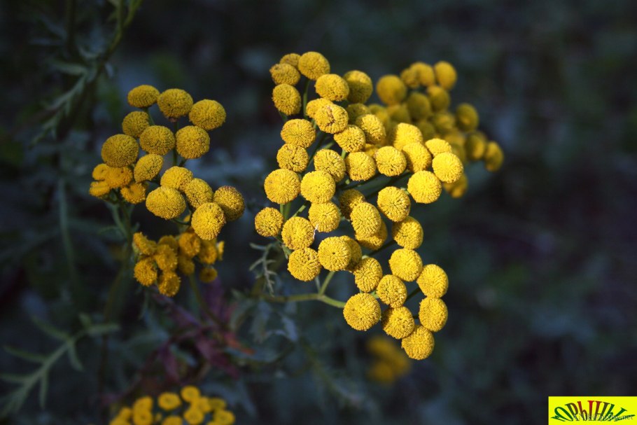 Пижма обыкновенная (Tanacetum vulgare)