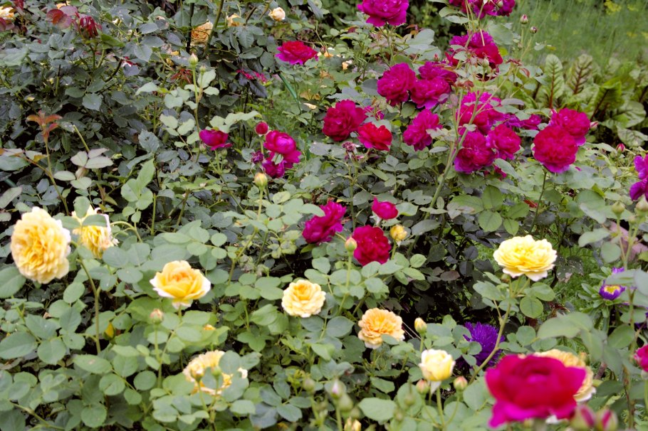 Rosa (роза) Darcey Bussell
