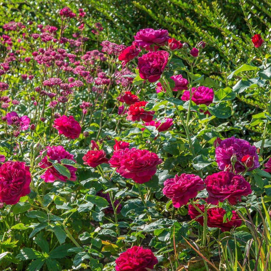 Роза Darcey Bussell роза