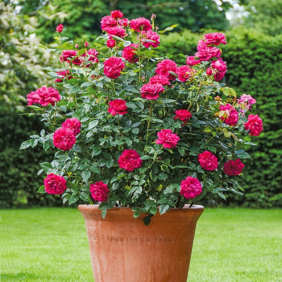 Роза Остина Дарси Басселл