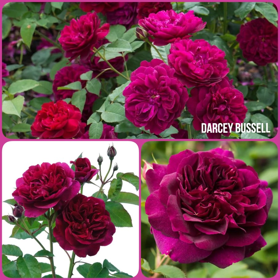 Роза Дарси Бассел (шраб)