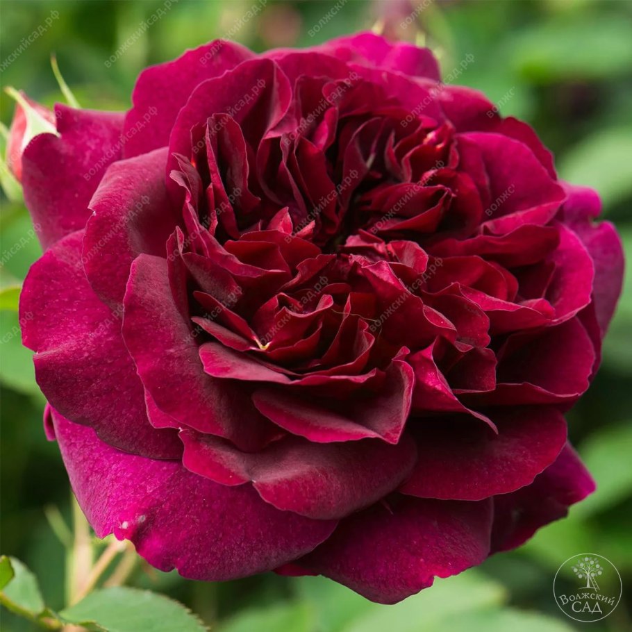 Роза Остина Дарси Басселл