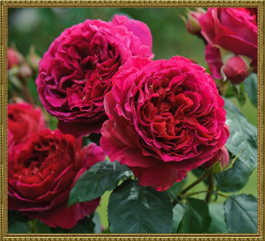 Роза Традескант